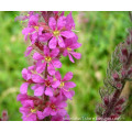 Lythrum salicaria Extract